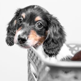 Dachshund Puppies from Chocolat &  Créme doxies