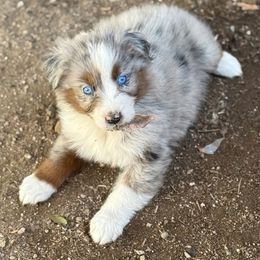 Boy 1 - Blue merle male Australian Shepherd puppy in San Bernardino, California from Zermeno Ranch