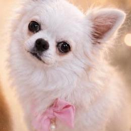 Lucynka - Chihuahua