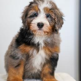 Luke - Merle male Bernedoodle puppy in Dundee, Ohio from Down Home Doodle