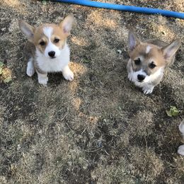 Pembroke Welsh Corgi Puppies from Indian Valley Corgies