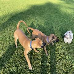 Black Mouth Cur All Grown Up from Shipman Black Mouth Curs