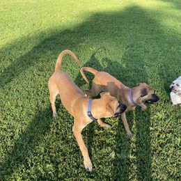 Black Mouth Cur All Grown Up from Shipman Black Mouth Curs