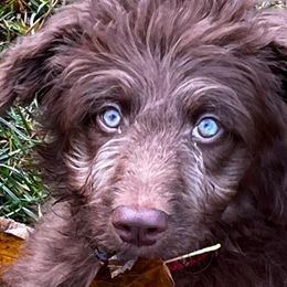 Boy 1 - Red phantom Aussiedoodle puppy in Lane County, Oregon from Aussiedoodles of Oregon