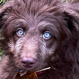 Boy 1 - Red phantom Aussiedoodle puppy in Lane County, Oregon from Aussiedoodles of Oregon