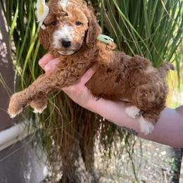 Grace - Red  female Goldendoodle puppy in Miami, Florida from Magdoodles
