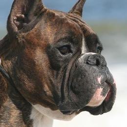 Boxers from Marina Boxers