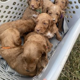 Goldendoodle Puppies from Joe and Dogs