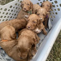 Goldendoodle Puppies from Joe and Dogs