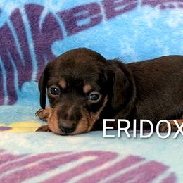 Girl 1 - Black and tan female Dachshund puppy in Missouri from Eridox Dachshunds