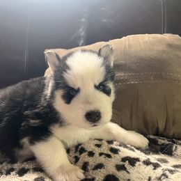 Pomsky and Siberian Husky Puppies from Osiris’s Siberians & Pomskies