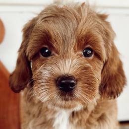 Cavapoos and Goldendoodles from Pedersendoodles