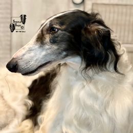 Deus - Borzoi