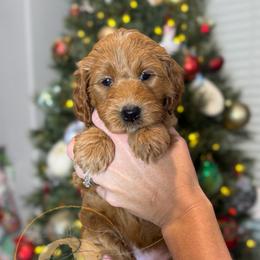Tinsel (white collar) - Apricot female Goldendoodle puppy in Murrieta, California from Apricot Poodles & Goldendoodles, LLC
