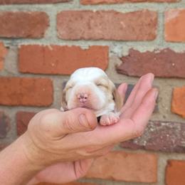 Lucy - Lemon and white female Basset Hound puppy in Bellaire, Ohio from Blessed Bassets