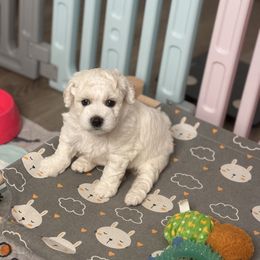 Bichon Frise Puppies from Oksana Mishchevskyy's