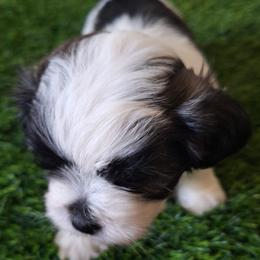 Ace - Black and white male Mal-Shi puppy in Apollo Beach, Florida from Gemstone Exclusive Pups of Florida
