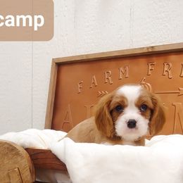 Cavalier King Charles Spaniel Puppies from King of the Hill Cavaliers