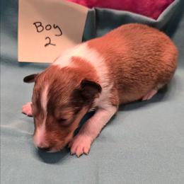 Biscuit 2m - White and sable male Shetland Sheepdog puppy in Caldwell, Texas from Candyce Witte
