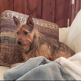 Scooby - Australian Terrier