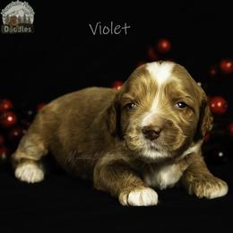 Violet - Apricot female Australian Labradoodle puppy in Cashmere, Washington from Mountain Home Doodles