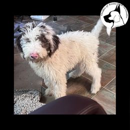 Assorted Doodle Crosses Puppies from Oodles of Kisses' Great DaNoodles