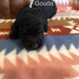 Gouda - Black male Schnoodle puppy in Pleasanton, Texas from Gooch Canines (Giant Schnoodles)