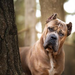 Dior - Cane Corso