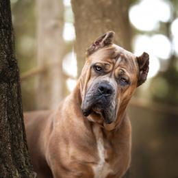 Dior - Cane Corso
