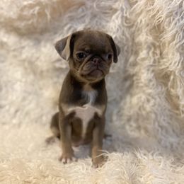 Lyla - Silver female Pug puppy in Onalaska, Washington from Cupid’s Pugs