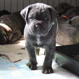 Cane Corso Puppies from Coastal View Kennels