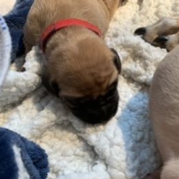 Rhodesian Ridgeback Puppies from Lyonnese Rhodesian Ridgebacks