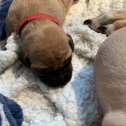Rhodesian Ridgeback Puppies from Lyonnese Rhodesian Ridgebacks