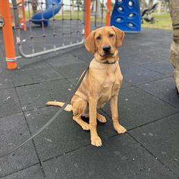 Labrador Retriever Puppies from J and D Retrievers