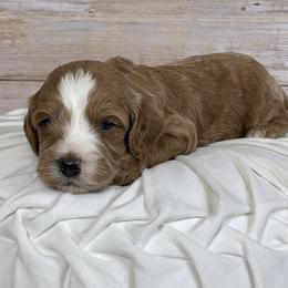 Butterscotch - Red male Cavapoo puppy in Millersburg, Ohio from Ohio Puppy Paws