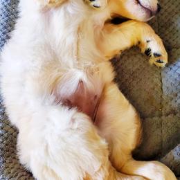 Golden Retriever Puppies from Golden Meadows of Utah