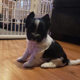 Nova - Parti female Yorkshire Terrier puppy in Mattoon, Illinois from Strohlz Yorkies