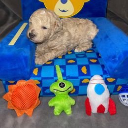 Boy 1 - Poodle puppy in Shelbyville, Tennessee from Rains Poodles Of Middle TN