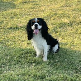 Cavalier King Charles Spaniels from Small Town Cavaliers