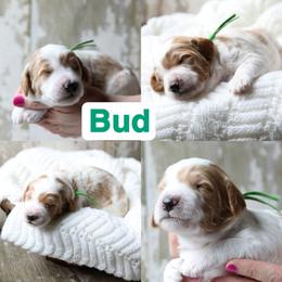 Bud - Parti male Goldendoodle puppy in Sioux Falls, South Dakota from Dolly's Doodles