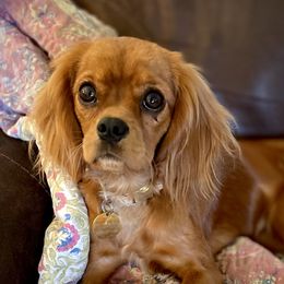 Birdie - Cavalier King Charles Spaniel
