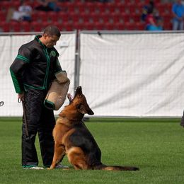 German Shepherd All Grown Up from Haus Vinzant Kennel