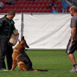 German Shepherd All Grown Up from Haus Vinzant Kennel
