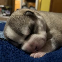 Nicholas - Gray and white male Siberian Husky puppy in Amery, Wisconsin from Sovereign Siberians