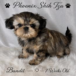 Bandit - Gold male Shih Tzu puppy in Hayden, Idaho from Phoenix Shih Tzu