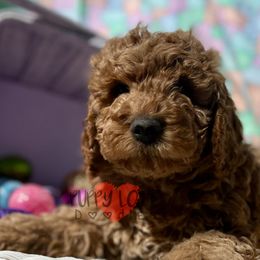 Aussiedoodle, Bernedoodle, Cockapoo, and Goldendoodle Puppies from Puppy Love Doodles