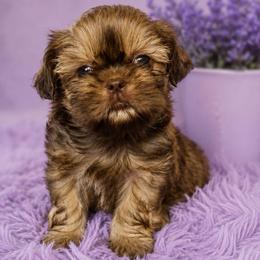 BAILENY GIRL - Liver female Shih Tzu puppy in Kissimmee, Florida from My Little Shih Tzu Dreams