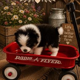Max - Black parti male Pomeranian puppy in Sandia, Texas from Broken Arrow Poms