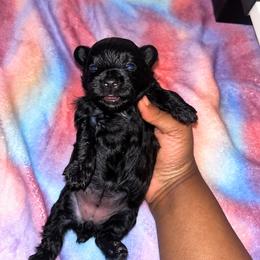 Darby 2300 - Black female Yorkipoo puppy in Gastonia, North Carolina from Banks Dynasty Kennel