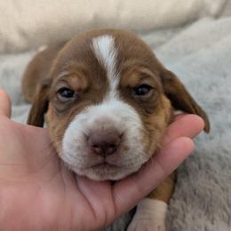 Snickers - Brown white and tan male Beagle puppy in Gunnison, Utah from Desert Sage Beagles